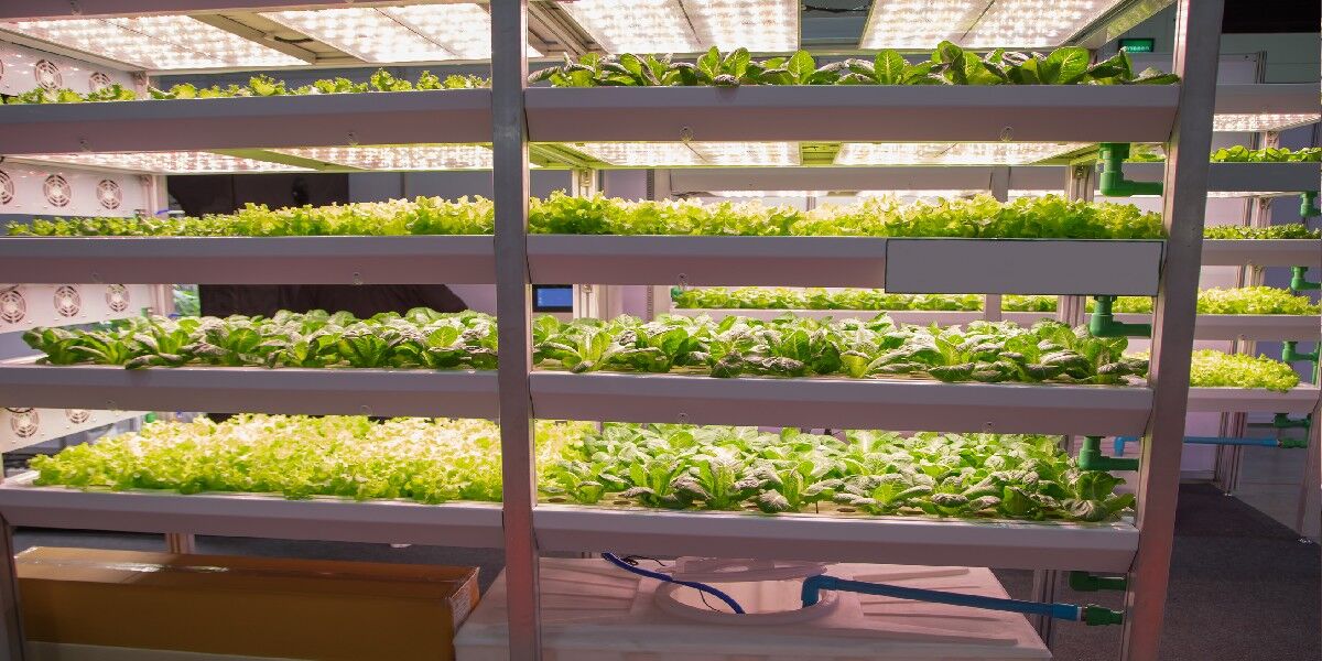 Interior of an industrial grow room for large scale cultivation, featuring specialized lighting, climate controlled solutions, and rows of shelving with plants