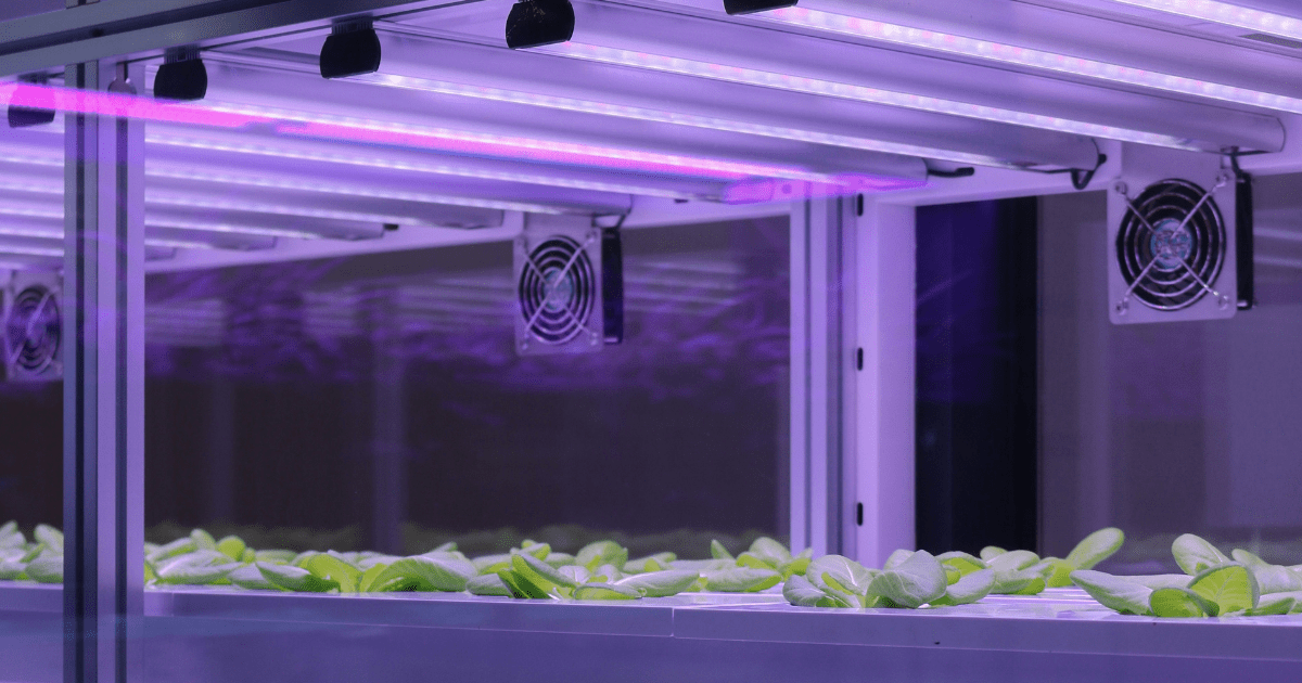 Vertical lab grow rooms in temperature controlled environments.